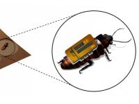 Тараканы киборги помогут создать карты и интерьер здания