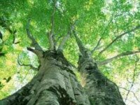 Для ремонта дома житель Кузбасса срубил ценные вековые деревья