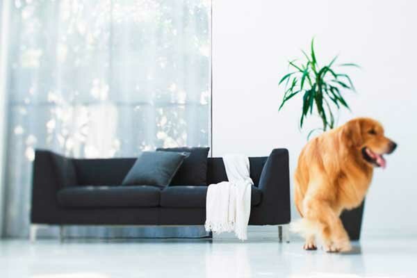 Мягкая мебель | Диван